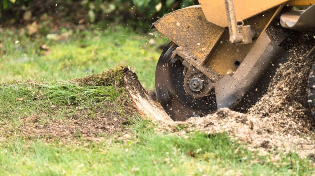 Stump Grinding Service in Denver Metro Area, CO by Colorado Tree Service