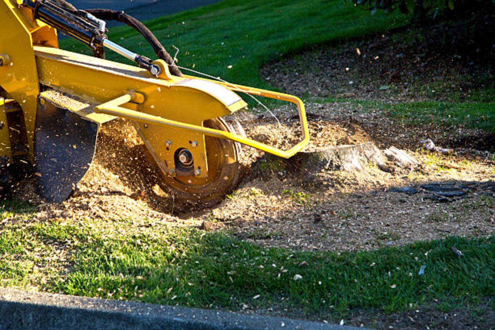 Stump grinding service in the Denver Metro Area, CO