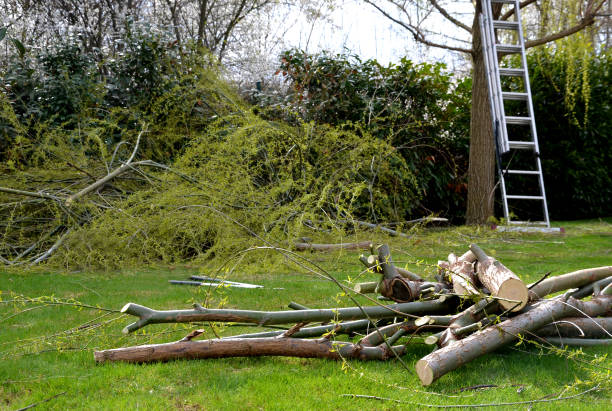 Storm Cleanup Service in Denver Metro Area, CO by Colorado Tree Service