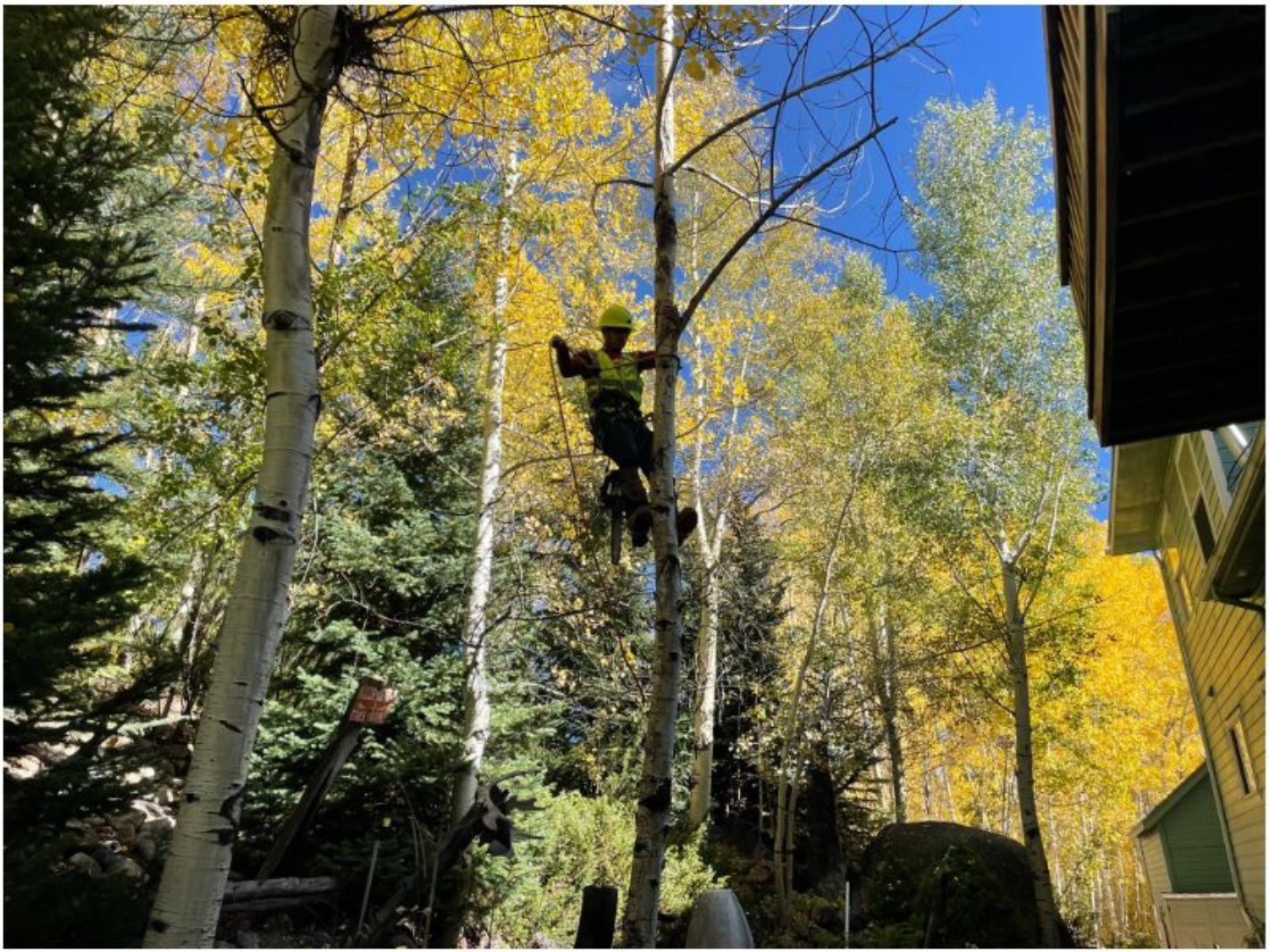 Tree trimming service in the Denver Metro Area, CO