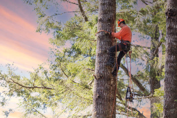 Reliable tree trimming service in the Denver Metro Area by Colorado Tree Service